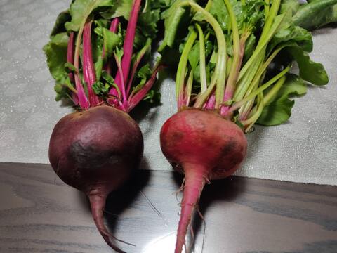 🌱収穫そのままお届け！畑直送！「食べる輸血」採れたて葉付きビーツ1〜2種セット約1.5kg🌱｜畑の鮮度そのまま✨｜農薬・化成肥料不使用｜✨