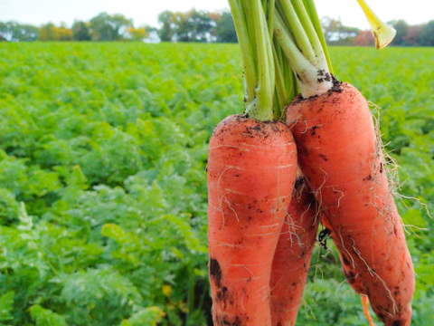 ポトフの湯気に甘みがのる【甘香橙にんじん】｜3kg