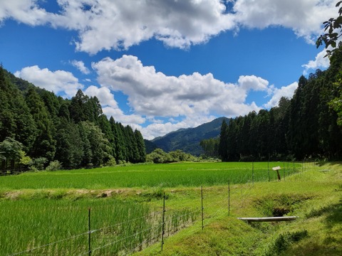農薬不使用【白米4.5kg】京都・美山産