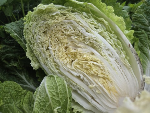 白菜　2玉