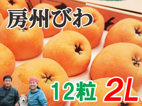 6月上旬～中旬発送『房州びわ/枇杷 2Lサイズ12個入り』南房総市産の大実の枇杷を農家から