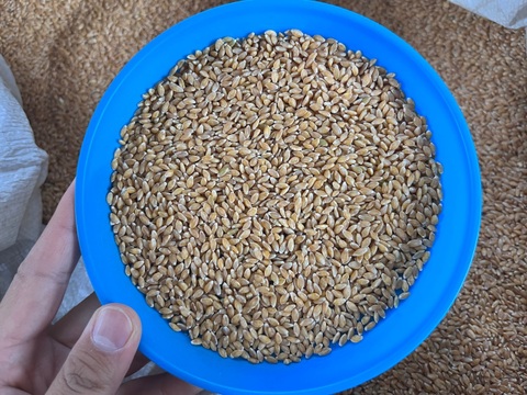 【超希少】古代小麦　有機ブラックアインコーン玄麦 900g  2025年産 北海道 十勝 ほんべつ産　※小麦粉じゃありません