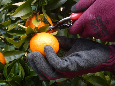 【甘さが濃～い！】びわ屋のポンカン「千々（ちぢ）ポンカン」　5㎏でお届け