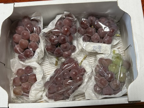 紅①　幻のブドウ【紅伊豆】　1kg前後〜1.5kg位
化粧箱入　(6〜8房位)