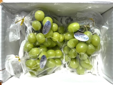 【訳あり品】 ご家庭用　SHINE MUSCAT（約1K）×3箱