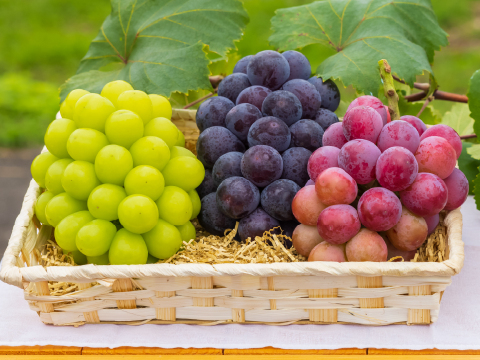 花笑み農園　岡山のぶどう３種MIX『シャイン＋厳選２種』約2kg（3房）家庭用【9/21～順次発送】3M-2S家