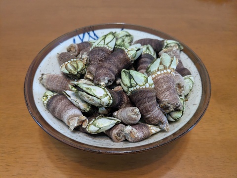 【採れたて直送】山陰産「カメノテ」生　1kg　※汁物やおつまみに最適！