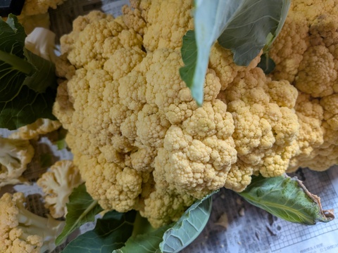 🟣🟡🟢３色セット🟢🟡🟣