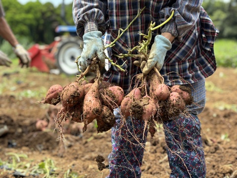 taneco 熟成 種子島安納いも（生いも） 【Ｓサイズ・２kg】