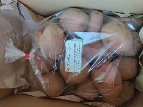 🥔採れたて新ジャガ✨農薬・化学肥料不使用「アンデスレッド」3kg　Mサイズ🥔