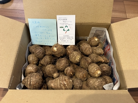 新芋✨里芋（品種は土垂）1.7kg【農薬化学肥料栽培期間中不使用】サイズ混合2024年産さといも