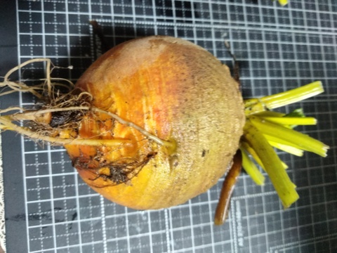 長崎県産黄色いビーツ（ルナ）1.5kg