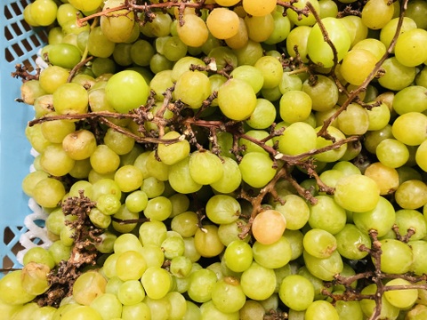 業者さん向け　加工用　シャインマスカット　１００キロ〜 業者さん向け 加工用 シャインマスカット 100キロ〜