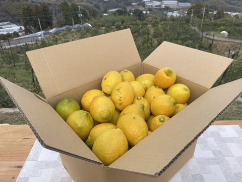 爽やかな酸味と香り！レモン「リスボン」みんなで山分け15キロ