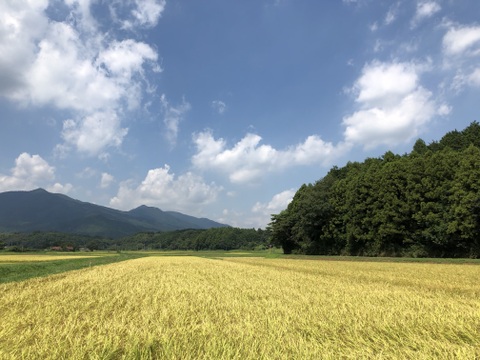 シャインマスカット　650g以上　(1房)　【ご贈答品】