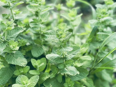 自然農 野菜セット🍀【農薬･肥料･ビニールマルチ不使用／固定種】