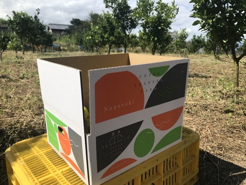 長崎県雲仙市産　岩崎早生みかん3kg