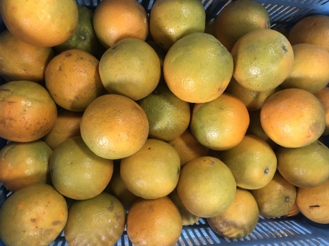 5㎏とみこばぁばのバレンシアオレンジ【希少種】【夜市限定】
