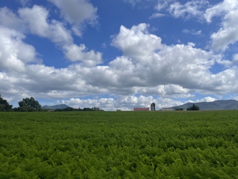 Ｊ-GAP認証農園【北海道羊蹄産】旬の野菜3種セット