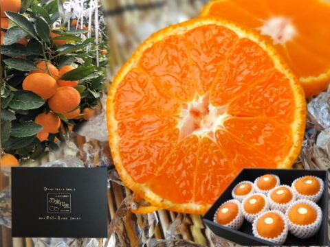 【夏ギフト】【お中元】とろける甘さ！濃厚ハウスみかん！薄皮で果汁たっぷり！キンキンに冷やしてやみつき！ネットで話題の「蜜ツ星（みつぼし）」　黒の化粧箱(小)　Mサイズ　秀品　８玉入　【商品番号02】