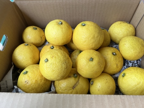 【農薬不使用】無選別✳︎ご家庭用ニューサマオレンジ3kg