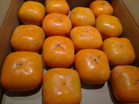 9月中旬から順次発送(自家用)和歌山県産たねなし柿2L3Lサイズ(14個～16個)