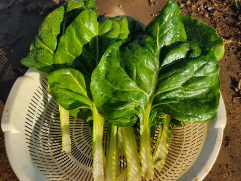 ✨農薬・化成肥料不使用の珍しい野菜フダンソウ300g+小松菜500g✨