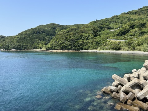 孫も大好き♡磯の香り風味豊か！
有名な五島列島産！
『生あおさ 50ｇ×20袋』1kg分