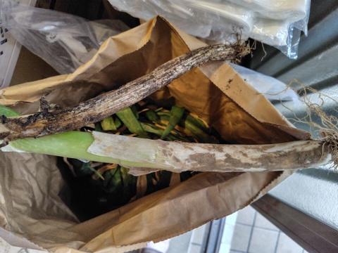 ◎ストック野菜に）大入り袋☆長太の土ねぎ（10㎏程度）