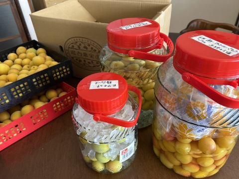 ナリ　10kg 南高梅 完熟・南高梅約10kg】特別栽培・奈良県産：奈良県産の南高梅