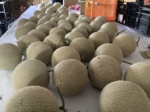 【一株一果のこだわりメロン】【ご家庭用】アールスメロン（２Ｌ以上×２玉）　青肉・赤肉のセット　３㎏程度