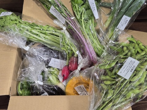定期便限定!【旬のVEGE箱（80サイズ）】土壌医＆有機農家がつくる！畑の「今」を箱いっぱいにつめこんだ野菜セット（約11〜12品種）
