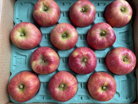 葉とらず　千秋　約4.5kg【2025年産】