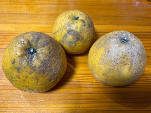 河内晩柑　(ご家庭用３kg)