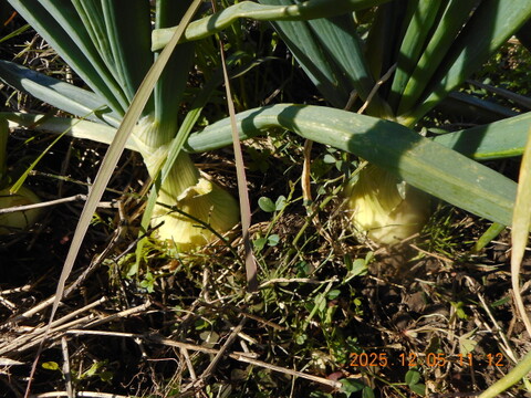 6名限定：自然農栽培で育てた奈良の冬野菜