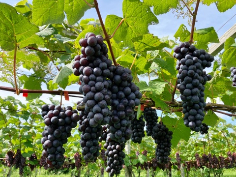 冬ギフト　青森の奇跡のぶどうスチューベン特秀2kg