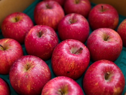 ”お得” 果汁たっぷり特別栽培りんご「ふじ」（家庭用訳あり・5㎏）