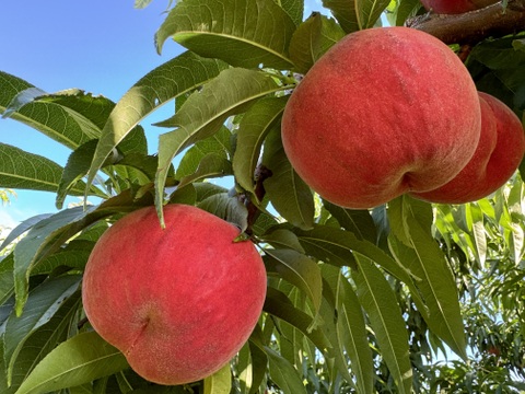 桃の概念が変わる硬さ【おどろき】訳あり品・ご家庭用 2kg