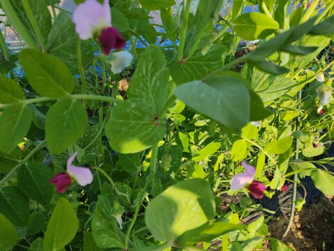 ✨今だけの春の味！高菜の花芽約300g＆絹さやエンドウ約80gセット｜旬のほろ苦さと甘み｜農薬・化成肥料不使用✨