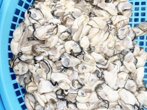 加熱用🔥1年牡蠣 生出荷🚚１０kg(500g×20本）🦪むき身・剥き身牡蠣 生牡蠣🍳加熱用にも使用可能！🏝️松島牡蠣屋 牡蛎 カキ かき kaki カキフライ 牡蠣鍋 牡蠣ご飯 バター焼きに