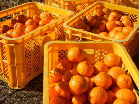 【甘さが濃～い！】びわ屋のポンカン「千々（ちぢ）ポンカン」　5㎏でお届け