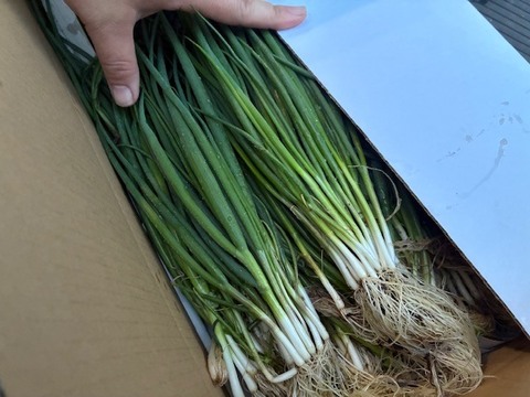 【固定種】『葉ネギ(下仁田ネギver)』(たっぷり800g)