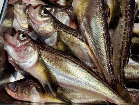 【知床らうす直送】ハタハタ (オスメス込)