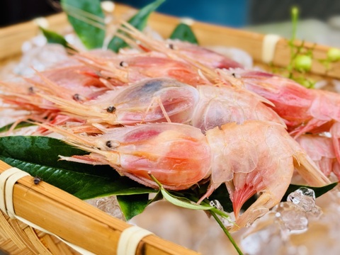シンデレラ誕生！魚ガチャから「ミノエビ」オススメは刺身！400g
