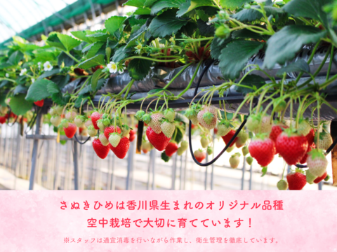 【苺音スタンダードハーフ約425g】香川県産さぬきひめ｜食べチョクいちごグランプリ2025金賞受賞❗️