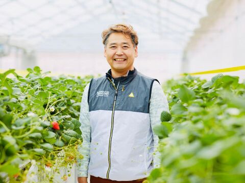 【ギフト】宮城県産よつぼし！ベリーホップすず！ピカピカ輝く甘酸っぱい完熟いちご！(250ｇ2パック入り)