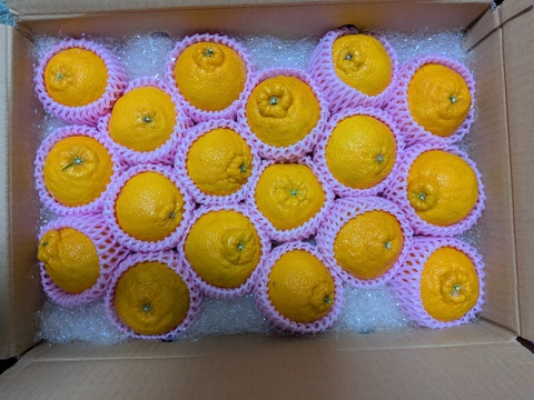 数量限定 今季最後の【不知火 露地栽培】5キロ箱13～18玉(3L～M) ご家庭用やちょっとしたギフトにも！