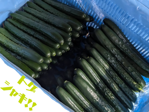 野菜イヤイヤ卒業！？　げんきゅうり　2.2㎏（20本程度）　子どもがパクパク！朝採れトゲシャキおかっぱ農園直送