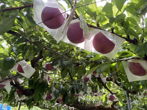 希少すももの王様【貴陽】
発祥の地からお送り致します！
高級プラム化粧箱入り2kg［9玉〜12玉］
〈自分へのご褒美や大切な方への贈り物はいかがですか〉