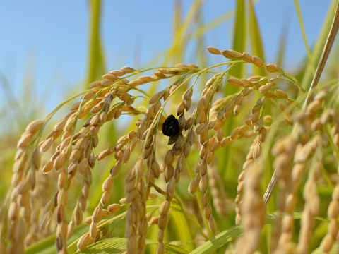 【農薬＆化学肥料不使用】令和5年度産新米（玄米）3kg（数量限定・予約販売）静岡県磐田市産 にこまる